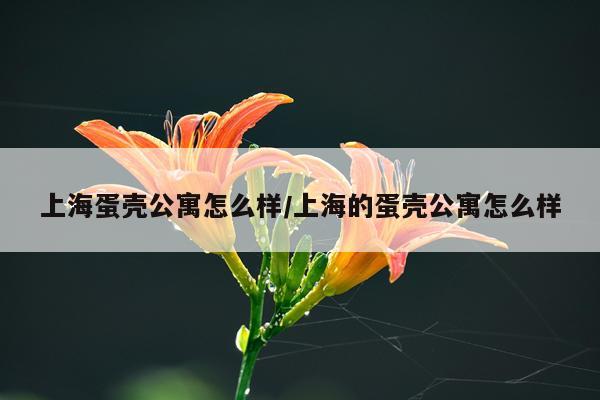 上海蛋壳公寓怎么样/上海的蛋壳公寓怎么样