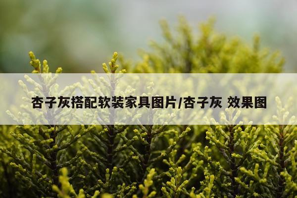 杏子灰搭配软装家具图片/杏子灰 效果图