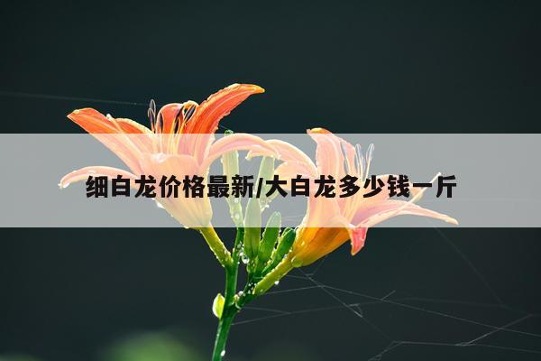 细白龙价格最新/大白龙多少钱一斤
