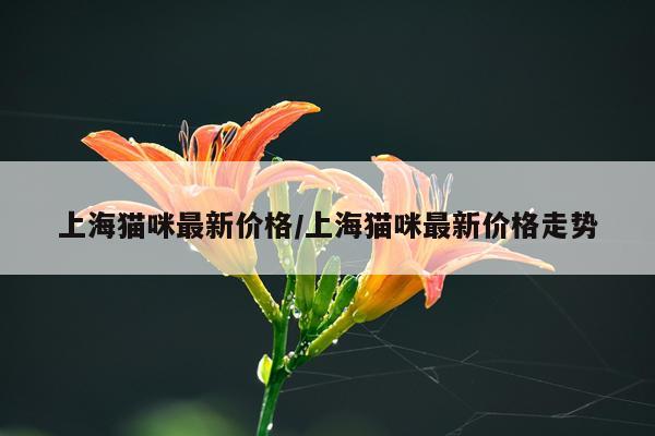 上海猫咪最新价格/上海猫咪最新价格走势