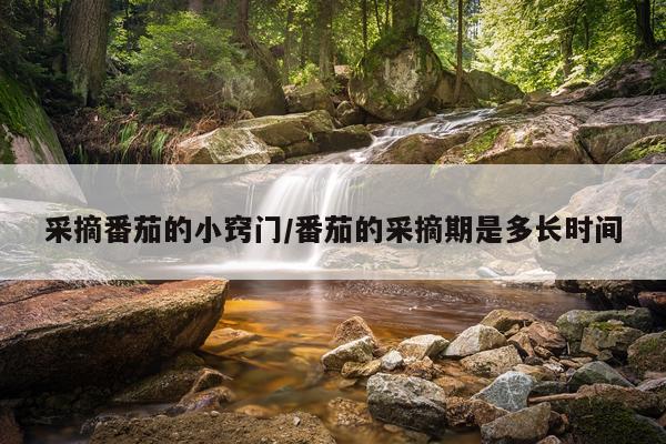 采摘番茄的小窍门/番茄的采摘期是多长时间