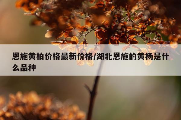 恩施黄柏价格最新价格/湖北恩施的黄杨是什么品种