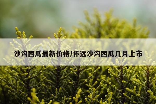 沙沟西瓜最新价格/怀远沙沟西瓜几月上市