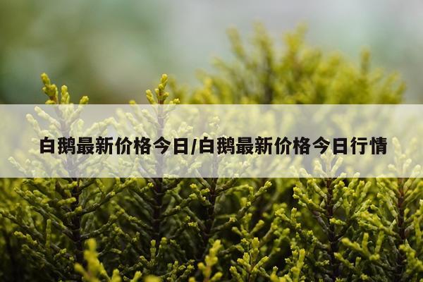 白鹅最新价格今日/白鹅最新价格今日行情