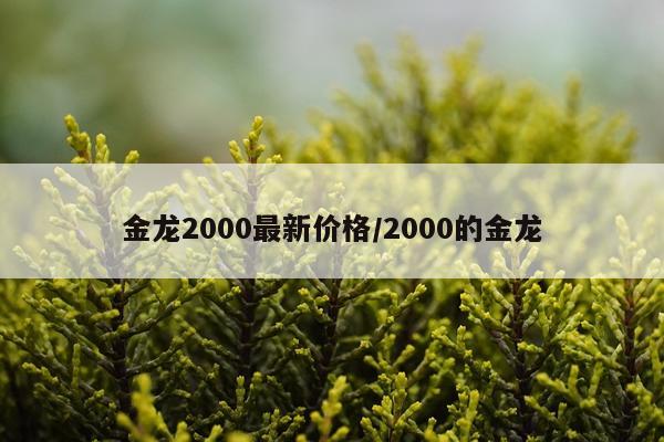 金龙2000最新价格/2000的金龙