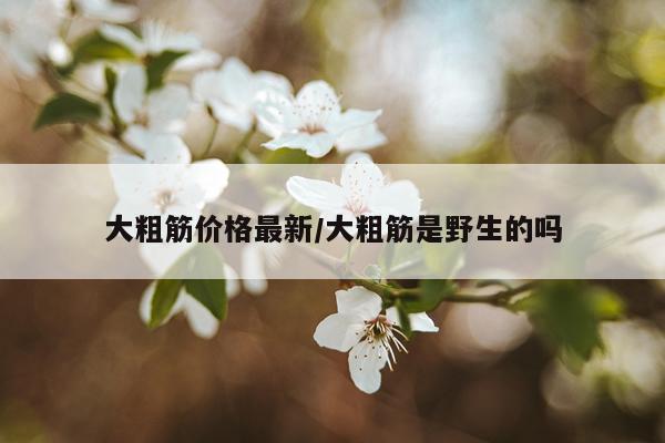 大粗筋价格最新/大粗筋是野生的吗