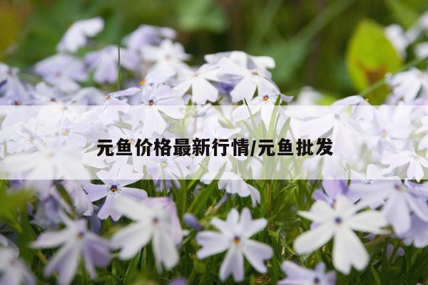 元鱼价格最新行情/元鱼批发