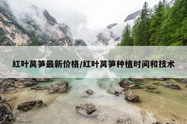 红叶莴笋最新价格/红叶莴笋种植时间和技术